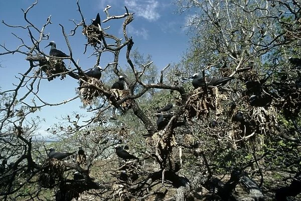 White-capped Noddy  /  Black Noddy - flock nesting in tree