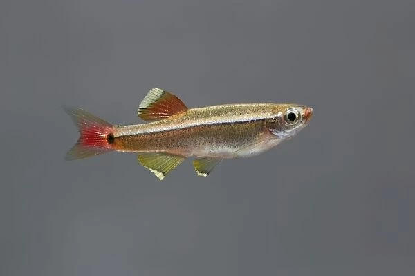White Cloud Mountain Minnow – side view grey background tropical freshwater Asia