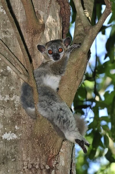 White-footed Sportive Lemur - Berenty Private Reserve - Southern Madagascar