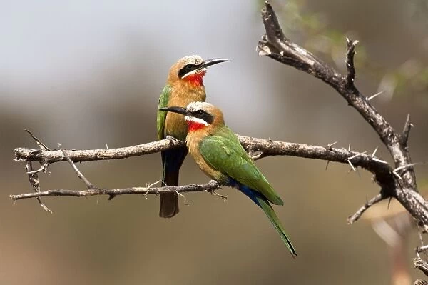 White-fronted Bee-eater - pair on branch - Mashatu Game Reserve - Botswana