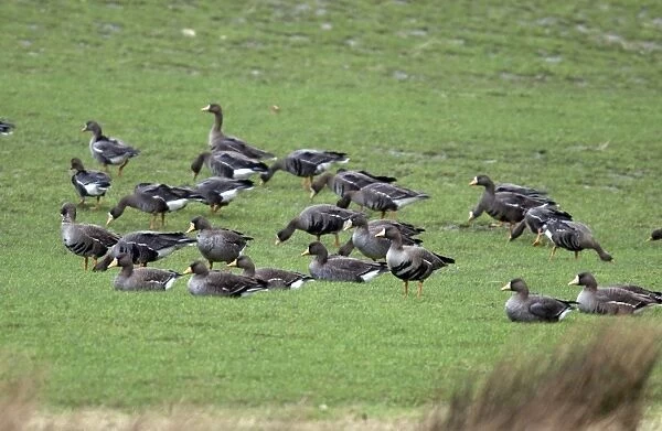 White fronted Geese- Grazing - Islay Scotland