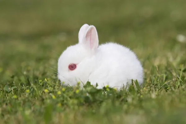 White Polish rabbit with red eyes - baby