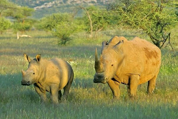 White Rhinoceros female and young in savanna Namibia, Africa