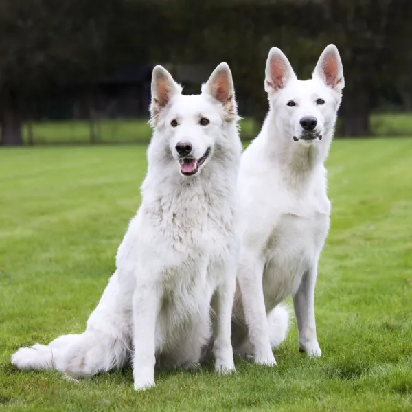 White Swiss shepherd dog pair