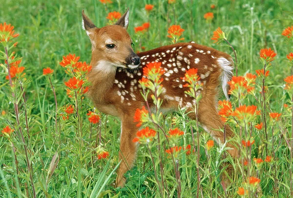 White-tail Deer - fawn in orange paintbrush wild flowers & grass