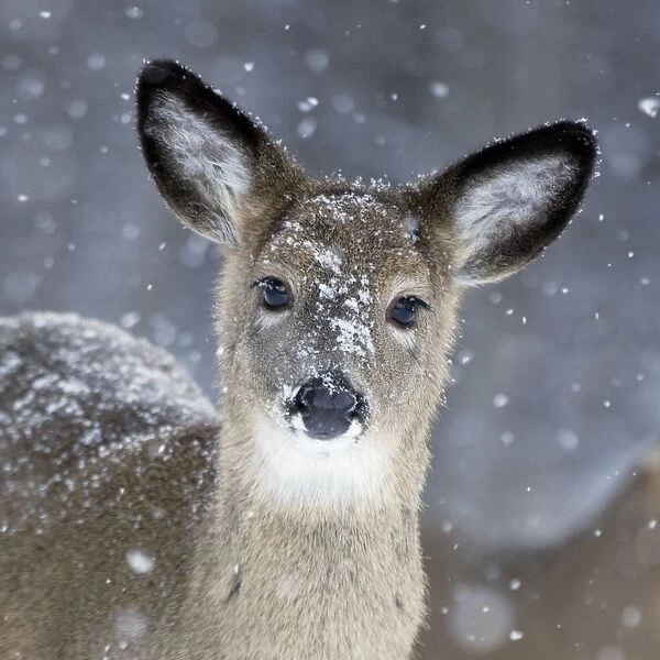 White-tailed Deer - Doe in snow - New York - USA