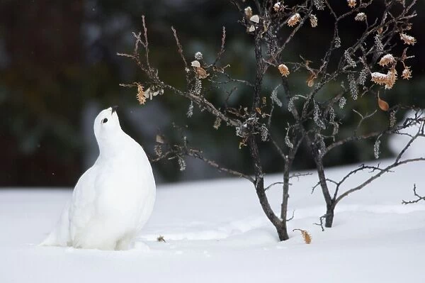 White-tailed Ptarmigan - in snow eating buds and leaves off willow - Jasper National Park - Rocky Mountains - Alberta - Canada _BAX0040