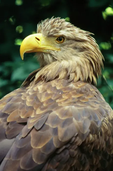Framed Print : White-tailed Sea Eagle Print - Haliaeetus albicilla Framed Print : White-tailed Sea Eagle Print - Haliaeetus albicilla