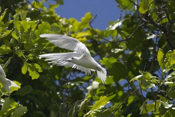 White Tern - In flight. Found in tropical and subtropical seas usually far from land except when breeding. On Home Island in the Cocos (Keeling) group, Indian Ocean