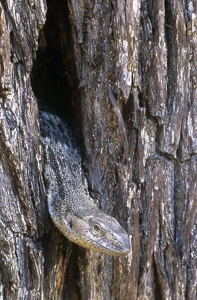 White-throated Monitor Lizard