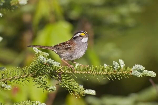 White-throated Sparrow - spring - northern Maine - USA