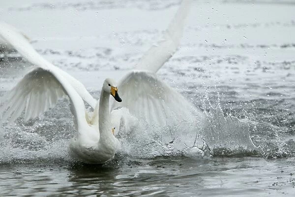 Whooper Swan - flapping wings Hokkaido, Japan