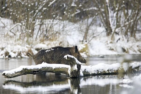 Wild Boar - in water. Alsace - France
