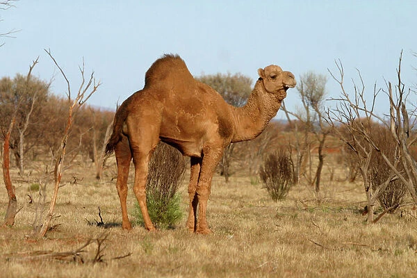 Wild Camel Northern South Australia, west of Marla, Australia