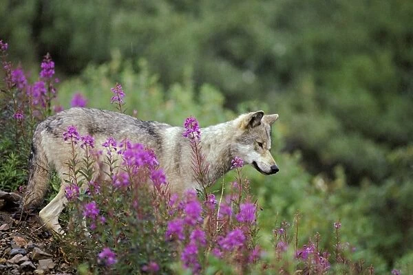 Wild Gray Wolf - among fireweed blossoms, Summer. Alaska MW138