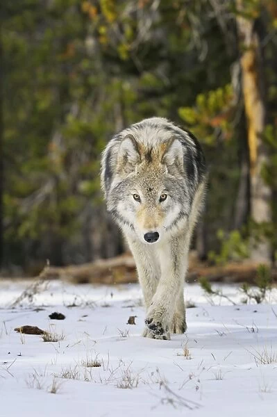 Wild Grey Wolf - walking in snow in autumn - Greater Yellowstone Area - Wyoming - USA _C3B9796