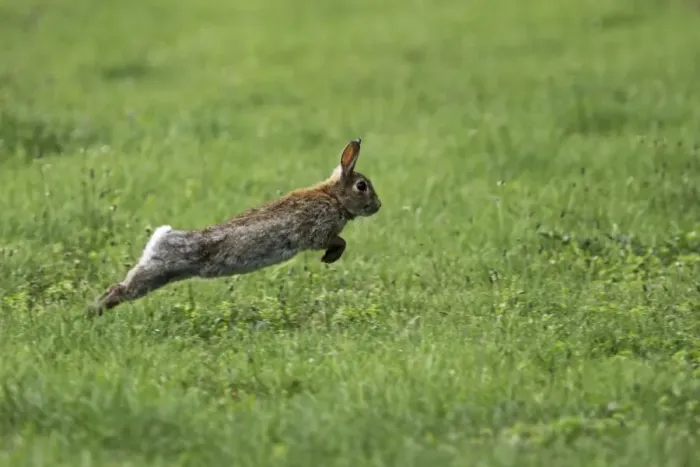Framed Print : Wild Rabbit Jumping Print - Austria Framed Print : Wild Rabbit Jumping Print - Austria