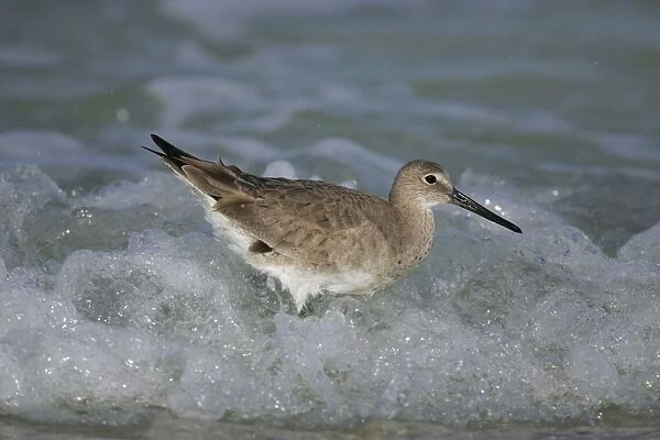 Willet - in winter Florida, USA