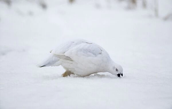 Willow Ptarmigan - winter plumage Alaska