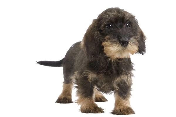 Wire-haired Dachshund  /  Teckel - puppy in studio Also know as Doxie  /  Doxies in the US