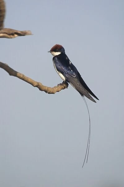 Wire-tailed Swallow - Perched on branch. A widespread Indian resident inhabiting open country and cultivated areas near water. Photographed at Goa, India, Asia