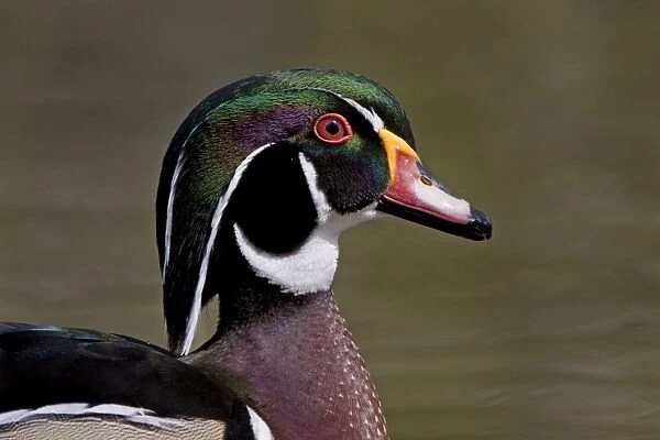 Wood Duck - portrait showing head detail and colours - April - Rochester - England