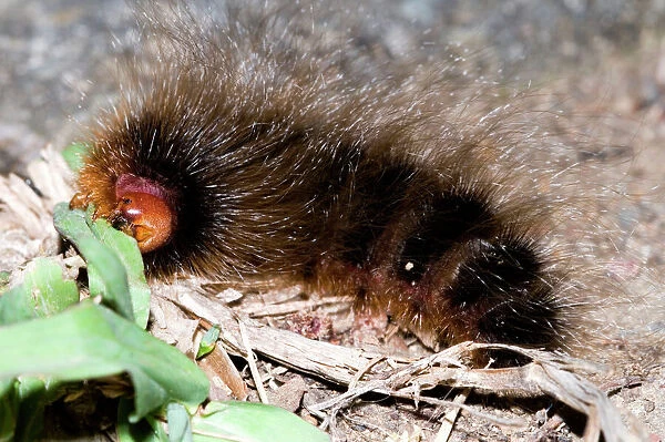Woolly Bear - caterpillar feeding on grasses by night (Tri-coloured Tiger Moth) Grahamstown - Eastern Cape - South Africa