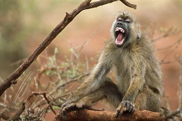 Yellow Baboon - Sitting down vocalising - East Africa JFL00956
