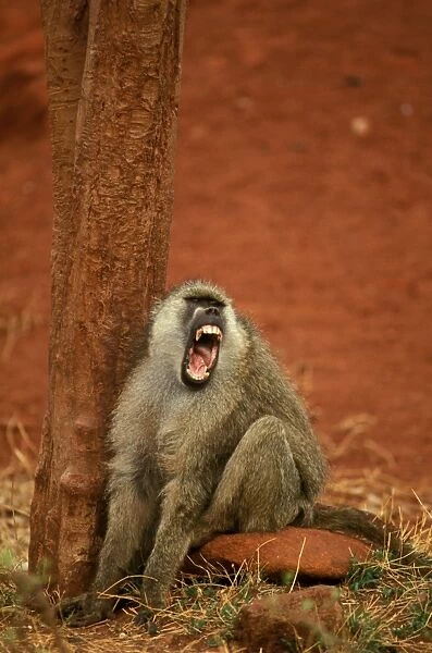 Yellow Baboon - Vocalising on ground next to tree - Kenya - Africa JFL00960