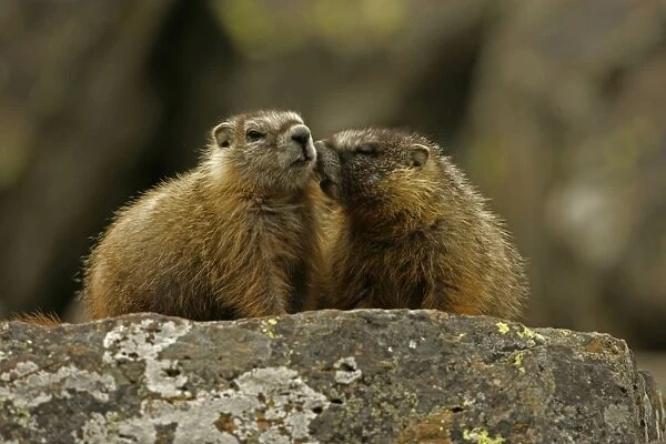 Yellow-bellied Marmots - Young - Found in central to northwestern United States - Lives on rocky slopes or outcrops-on sides of mountain and meadows in nest sites among piles of boulders - Lives in groups or 'harems' defended by a dominate