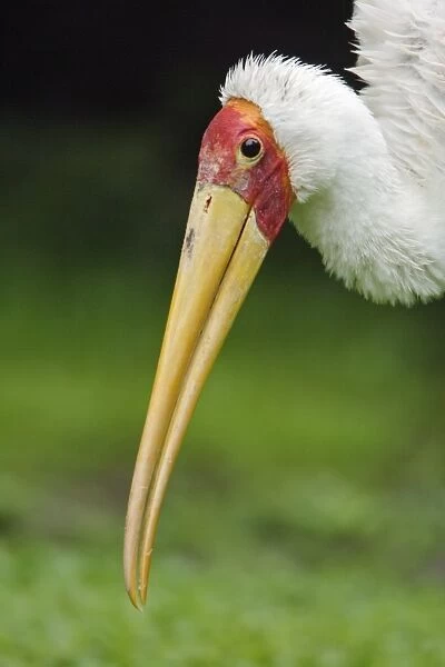 Yellow-billed Stork - Portrait, Lower Saxony, Germany