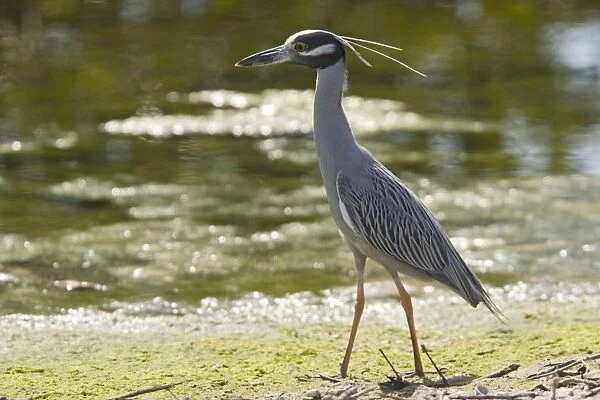 Yellow-crowned night heron. Mainly nocturnal