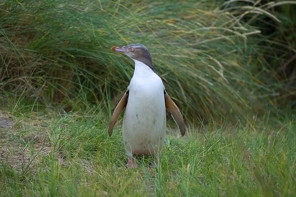 Yellow-eyed Penguin young adult standing amidst coastal vegetation looking around curiously Otago Peninsula, South Island, New Zealand