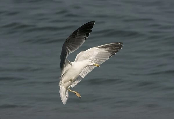 Yellow-legged Gull with only one foot - In flight above water, Southern Spain