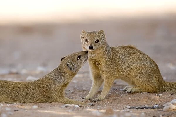 Yellow Mongoose-displaying social interaction Kalahari Desert-Kgalagadi National Park-South Africa