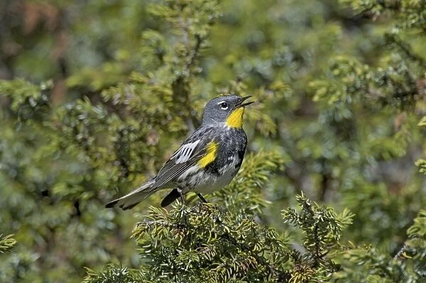 Yellow-rumped Warbler  /  Audubon's Warbler - male singing - Western U. S. - Summer _D3C4255