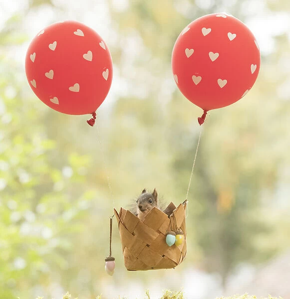 young Red Squirrel in an air balloon