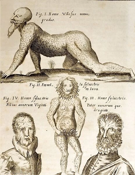 1662 Schott Orangutan, hypertrichosis