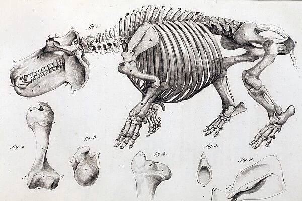 1812 Hippopotamus skeleton by Cuvier