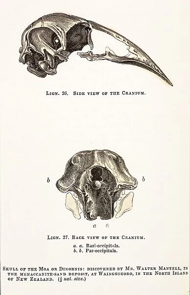1851 Dinornis Moa Skull discovery