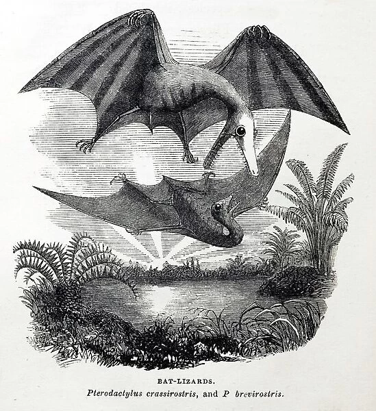 1857 Gosse pterodactyle Bat-Lizards