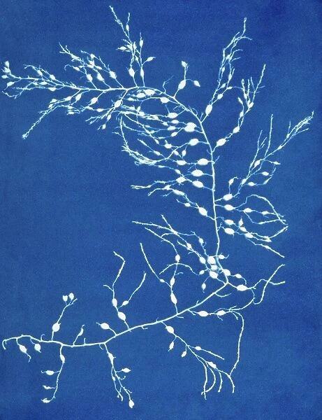 19th-century alga cyanotype
