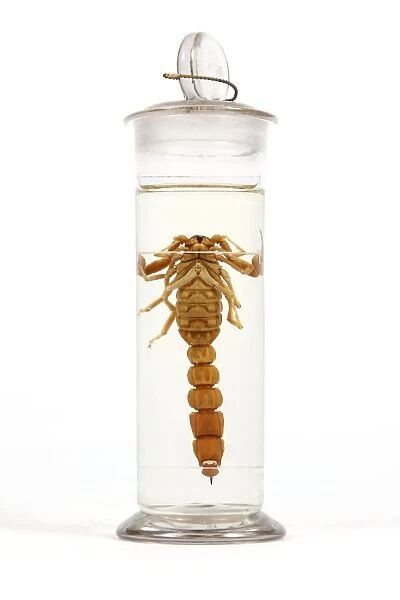 19th Century embalmed scorpion