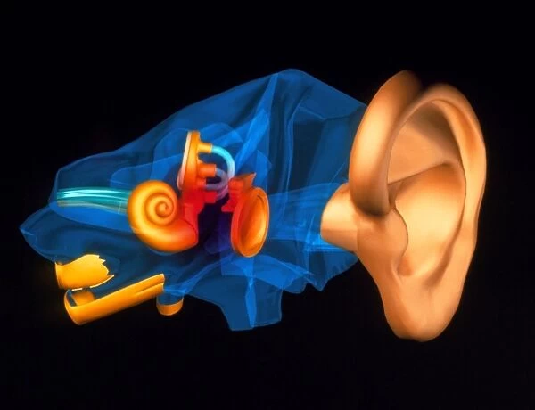3-D computer model of the anatomy of the human ear