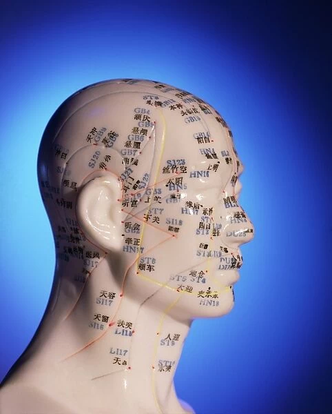 Acupuncture chart on a cast of a head and neck