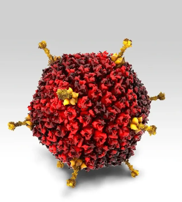 Framed Print : Adenovirus Structure Print Framed Print : Adenovirus Structure Print