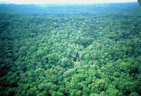 Aerial view of Amazonian rainforest, Ecuador
