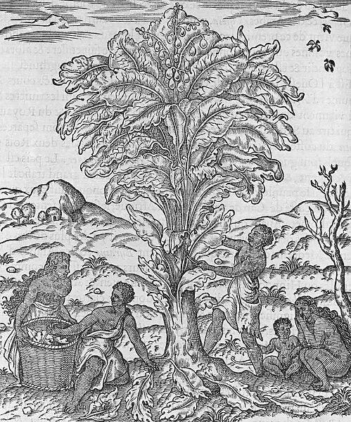 African herbal tree, 16th century