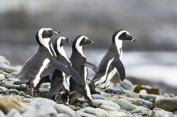 African penguins on the beach C014  /  4979