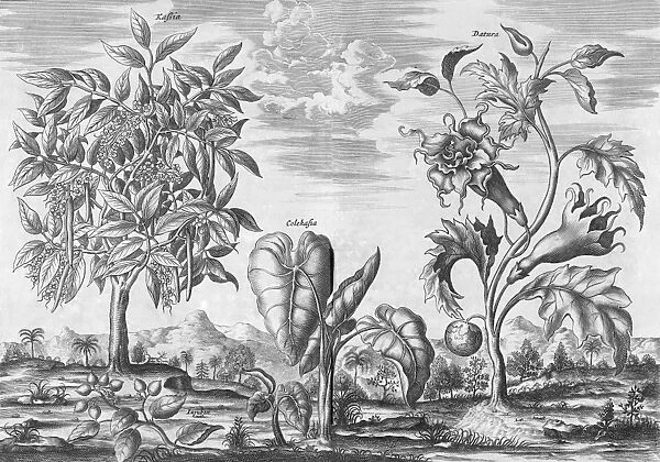 African plants, 17th century C013  /  7756